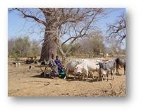 foto modul  pastoralisme
