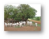 foto modul  pastoralisme2
